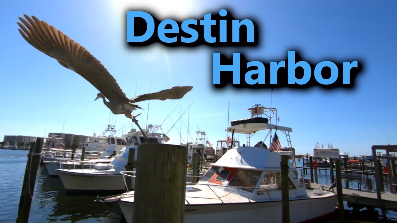 Destin Charter Boat Association: Members, Contact, Charters